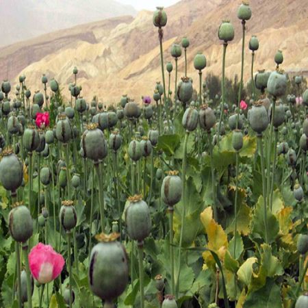 ترکیبات آلکالوئید